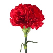 Гвоздика San Jose Red дл.Standard 25шт