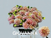 Георгин Giovanna 5шт