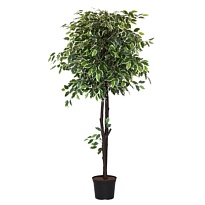 Фикус искусcтвенный пестролистный h130см 