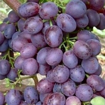 Виноград плодовый Краса Никополя/Цв.Кор