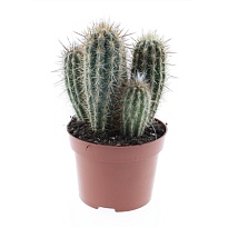 Кактус Пахицереус Принглей d12 h20 6шт