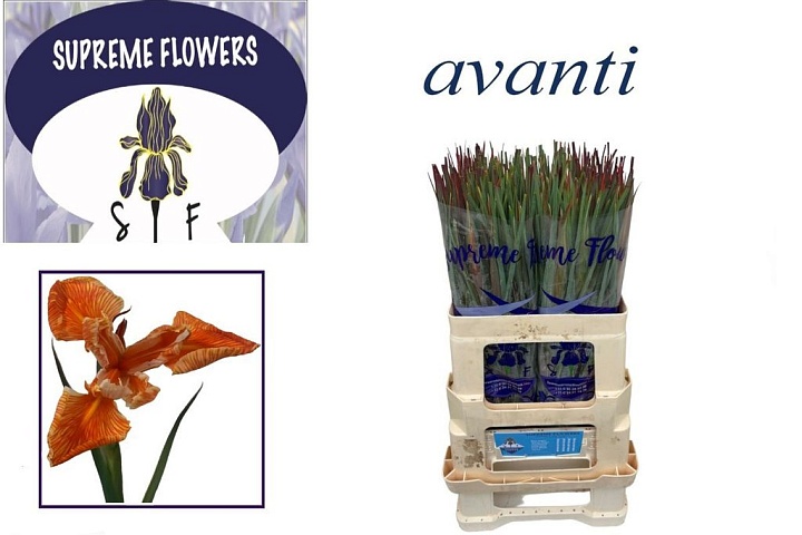 Ирис Paint Avanti 10 шт