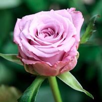 Роза Маритим одноголовая (МЦ) дл.50 20шт/уп