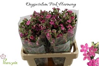 Оксипеталум Pink Harmony дл.55 5шт