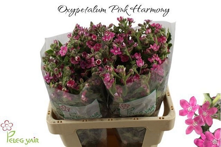 Оксипеталум Pink Harmony дл.55 5шт