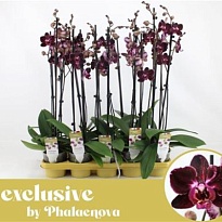 Орхидея Фален. Вероника 2 ст d12 h65 10шт