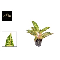 Аглаонема Твигги Ред d12 h40 6шт