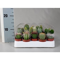 Кактус микс Пикер (метал.держат) d6 h10 20шт