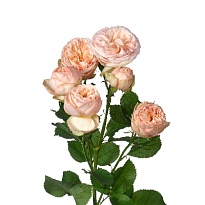 Роза кустовая Gentle Trendsetter дл.70 5шт