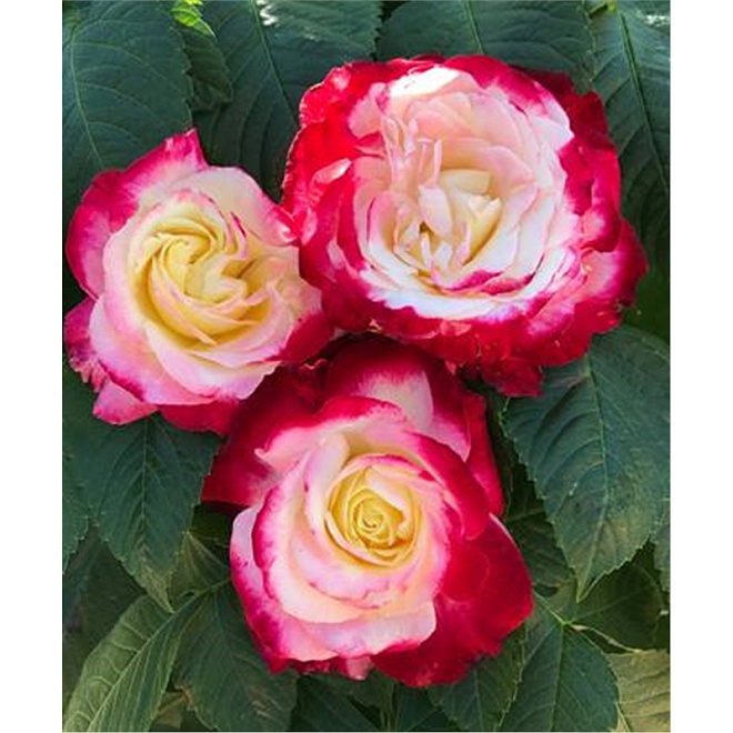 Роза Imperial Rose (B.Topalovic) Сентимент 2л 1шт