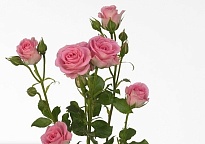 Роза кустовая Britney дл.70 10шт