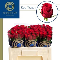 Роза Red Torch дл.50 10шт