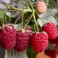 Малина Сказка бесшип./Цв.Кор