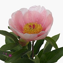 Пион Soft Salmon Saucer 5шт