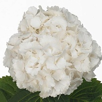 Гортензия Allure дл.80 d23-24 1шт