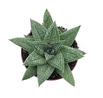 Гастерия Блю Мун d8 h15 12шт