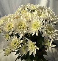 Хризантема кустовая Frozen (65 gr) 5шт