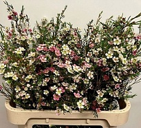 Хамелациум (Waxfl) Dual Star 10шт