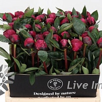 Пион Red Sarah Bernhardt 5шт