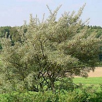 Облепиха Гном d9 1шт