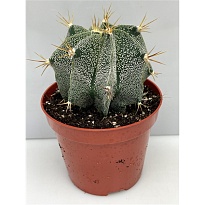 Астрофитум Орнатум d8 h10 14шт