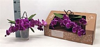Орхидея Фален. Паарс шоубокс  d12 h35 1шт