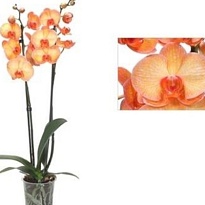 Орхидея Фален. Оранж 2 ст d12 h60 10шт