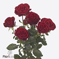 Роза кустовая In Love дл.70 10шт