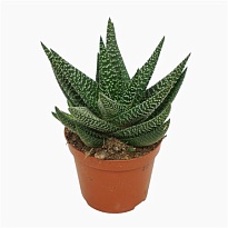 Гасвортия d8 h15 12шт