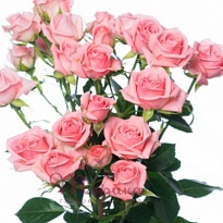 Роза Odilia кустовая (Ц) дл.60 10шт/уп