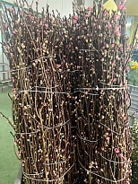 Ветка персика Peach Blossom пучок дл.100 1шт