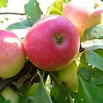 Яблоня Медуница/подвой 54-118 полукарл/С 1шт