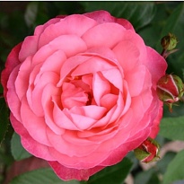 Роза Розанна плетистая/Цв.Кор