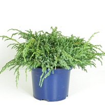 Можжевельник (Juniperus) чешуйчатый Блю Карпет (KV) d23 h40-45 1шт