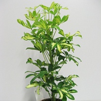 Шеффлера Герда d13 h40 8шт