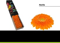 Гербера mini Pomponi Fanta 30шт