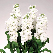 Маттиола Afrodita White кустовая дл.60 10шт