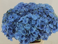 Гортензия Royal Crown Blue дл.60 d20 1шт