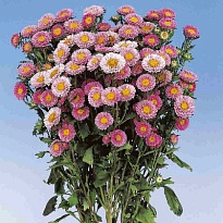Астра Mats Pink 5шт