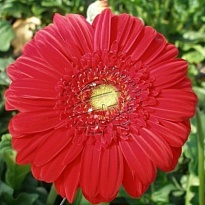 Гербера Carambole 25шт