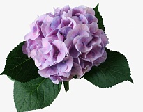Гортензия Milka дл.70 1шт