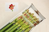 Гипеаструм Bicolour 1шт