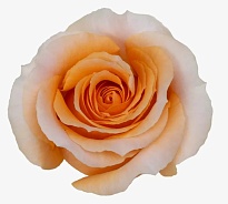 Роза Ceres Farms Felicity дл.80 25шт