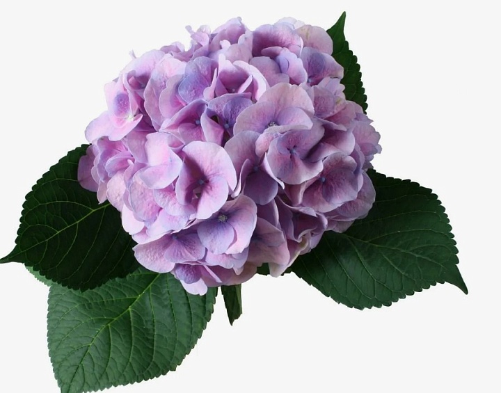 Гортензия Milka дл.70 1шт