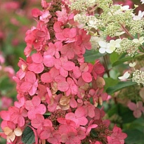 Гортензия (Hydrangea) метельчатая Пинк Даймонд d9 h20-30 18шт