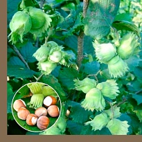 Фундук (Лещина обыкн) Подарок Ваничевой (№ 42-19)/Цв.Кор.