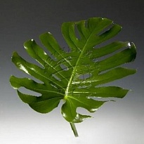 Монстера middle 10шт