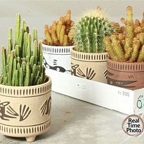 Кактус микс Элит (керамика) d14 h25 6шт