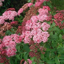 Спирея (Spiraea) японская Энтони Ватерер d9 h10 18шт