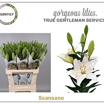 Лилия La Scansano 4/5+ 10шт